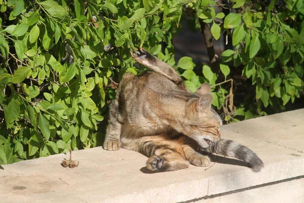 Egy Kóbor Cirmos Macska Fogása Kullancsok Bolhák Farkát — Stock Fotó