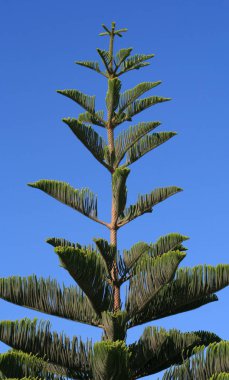 Mavi gökyüzü önünde norfolk Adası çam (araucaria heterophylla)