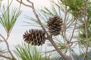 İki büyük çam kozalakları üzerinde gri bir arka plan üzerinde bir ağaç dalı