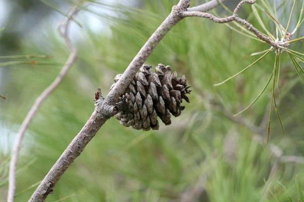 Egy Nagy Pinecone Egy Ága Blured Zöld Szürke Háttérrel — Stock Fotó