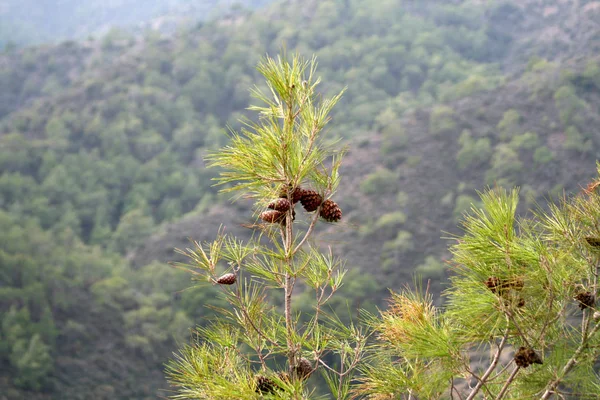 Vários Pinhas Cones Marrons Entre Agulhas Verdes Com Floresta Montesa — Fotografia de Stock