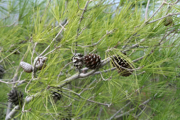 Mehrere Braune Tannenzapfen Zwischen Den Grünen Nadeln Einem Ast — Stockfoto