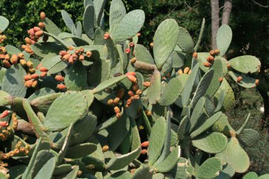 Olgun kırmızı ve sarı meyve ile inciri kaktüs (Opuntia)