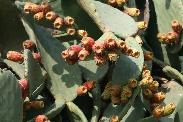 Olgun Kırmızı Sarı Meyve Ile Inciri Kaktüs Opuntia — Stok fotoğraf