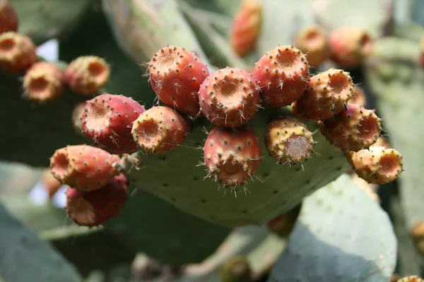 Olgun Kırmızı Sarı Meyve Ile Inciri Kaktüs Opuntia — Stok fotoğraf