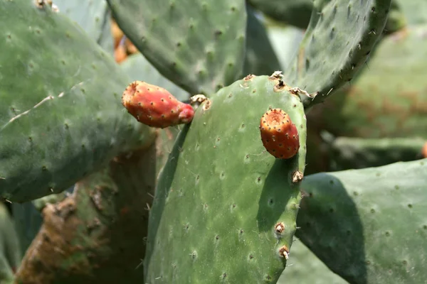 Prickly pear cactus (Opuntia) with ripe red and yellow fruit