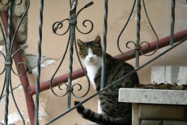 Merdivenlerde oturan bir şişko kedi