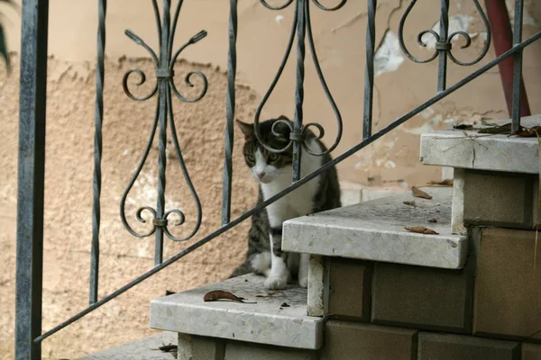 Tubby Cat Sitting Stairs — Stock Photo, Image