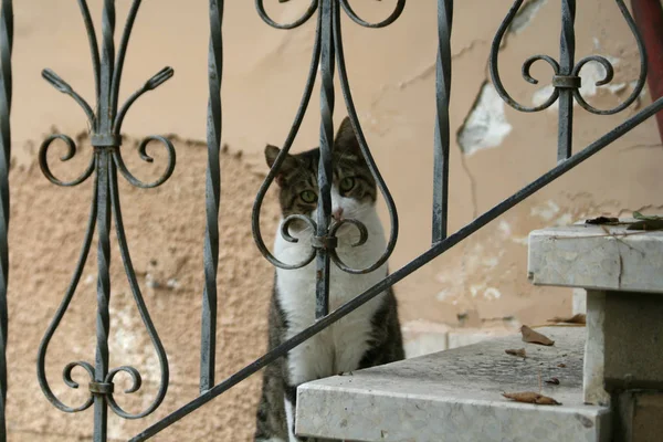 Een Tubby Kat Zittend Trap — Stockfoto