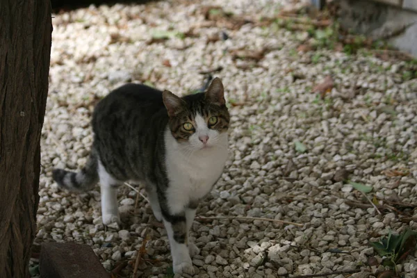 Bir Ağacın Yanında Kalacak Bir Tıknaz Kedi — Stok fotoğraf