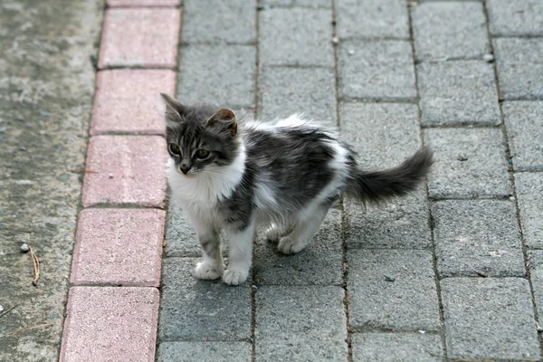 Pequeño Gatito Gris Callejero Que Queda Una Acera — Foto de Stock