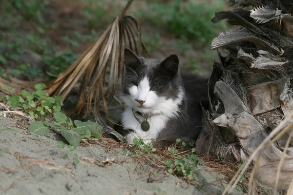 Gato Preto Branco Deitado Debaixo Uma Palmeira — Fotografia de Stock