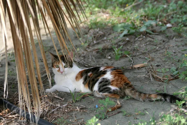 Gato Multicolorido Deitado Areia Sob Uma Palmeira — Fotografia de Stock