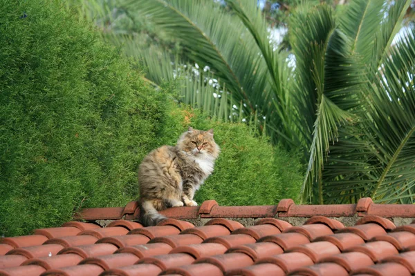 Egy Bolyhos Pocakos Macska Tető Ból Egy Tetőcserepek — Stock Fotó