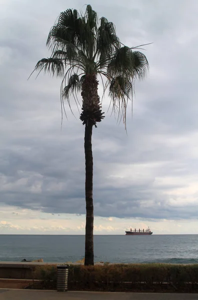在12月利马索尔海滨的暴风雨天空背景下的棕榈树 — 图库照片