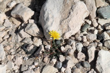 Beyaz taşlar arasında büyüyen bir küçük sarı çiçek
