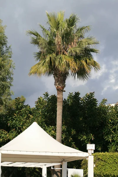 12月利马索尔海滨暴雨天空前的棕榈树景观 — 图库照片
