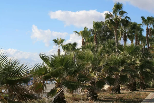 Veduta Delle Palme Davanti Cielo Nuvoloso Sul Mare Limassol Dicembre — Foto Stock