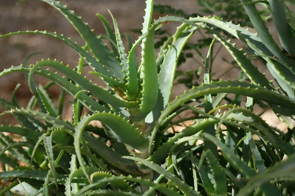 Bahçede büyüyen yeşil bir Aloe Vera bitki Close-up