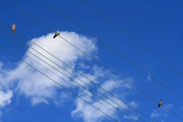 Trois Pigeons Assis Sur Des Lignes Électriques Devant Ciel Bleu — Photo