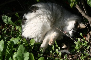 Limasol sahilinde üzerinde çalıların altında yeşil çimenlerin üzerinde bir güneşli kış gününde uyku a yolunu yitirmek beyaz kedi