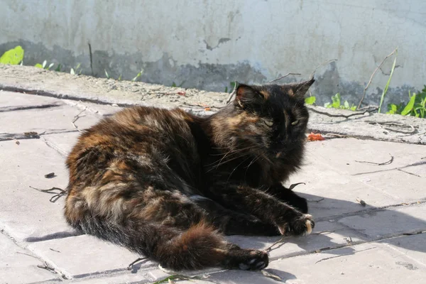 Gato Vadio Multicolorido Com Bigodes Longos Deitados Caminho Beira Mar — Fotografia de Stock