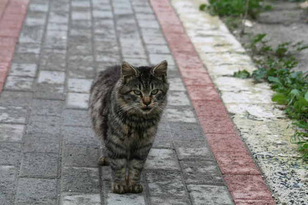 Μια Αδέσποτη Γάτα Τιγρέ Που Διαμένουν Ένα Μονοπάτι Για Θάλασσα — Φωτογραφία Αρχείου