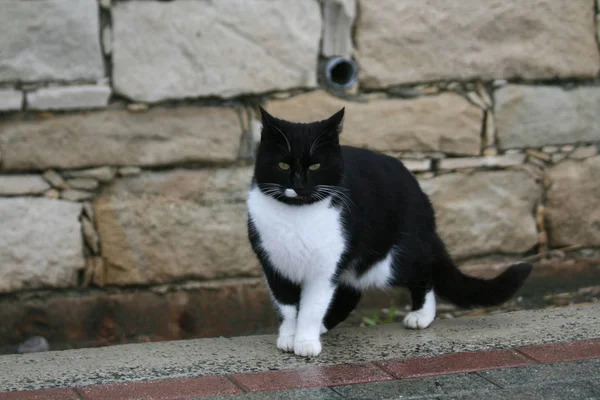 Czarny Kot Pobyt Chodnik Przed Mur Nad Brzegiem Morza Mieście — Zdjęcie stockowe