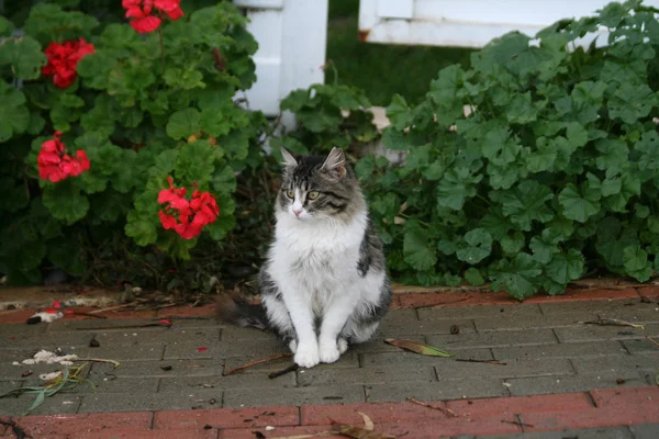 Gato Vadio Sentado Caminho Beira Mar Limassol Dia Chuvoso Inverno — Fotografia de Stock