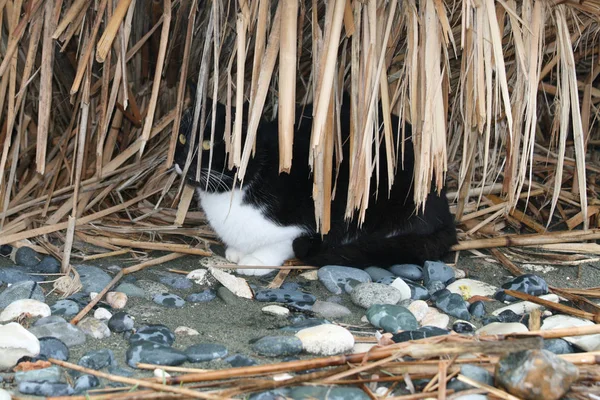 Gato Vadio Escondendo Chuva Sob Guarda Chuva Palha Caído Uma — Fotografia de Stock