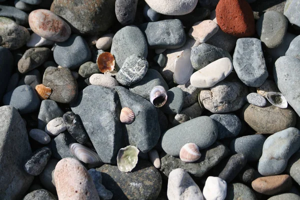 Guijarros Conchas Marinas Diversas Formas Tamaños Colores Texturas Playa Dasoudi — Foto de Stock