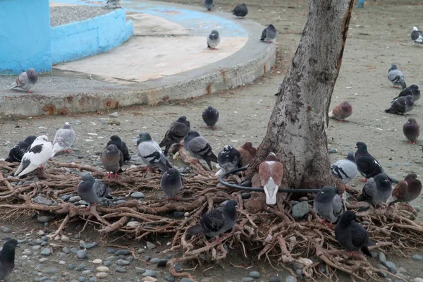Taubenschwarm Sitzt Unter Einem Wurzelnackten Baum Limassol Meer — Stockfoto