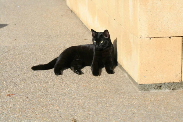 Stray Black Cat Green Eyes Lying Ground Front Stone Wall — Φωτογραφία Αρχείου