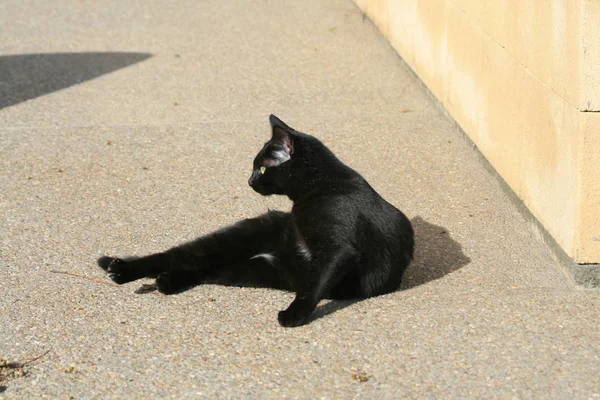 Stray Black Cat Green Eyes Lying Ground Front Stone Wall — Stock Photo, Image