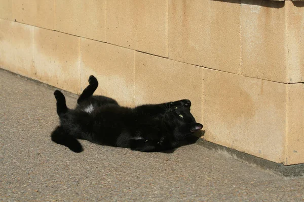 Stray Gato Preto Com Olhos Verdes Deitado Chão Frente Parede — Fotografia de Stock