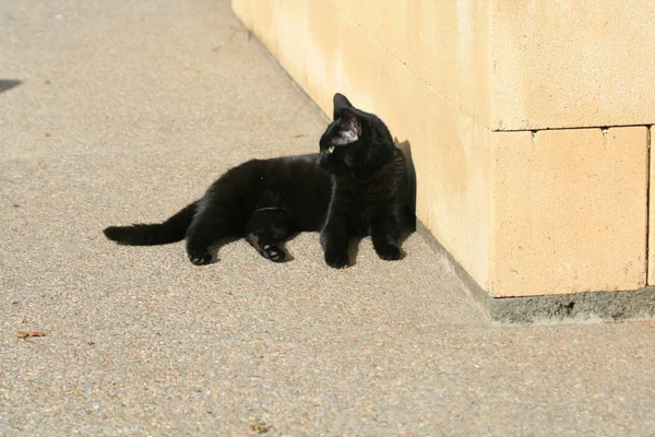 Stray black cat with green eyes lying on the ground in front of stone wall on the Limassol seaside