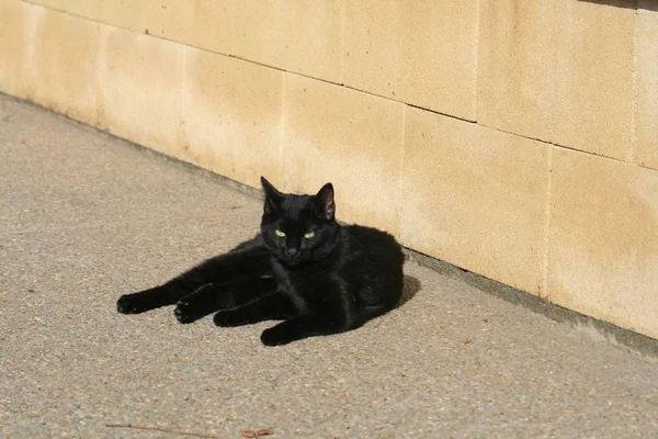 Stray black cat with green eyes lying on the ground in front of stone wall on the Limassol seaside