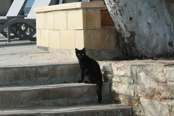 Gato Negro Callejero Con Ojos Verdes Sentado Una Escalera Piedra — Foto de Stock