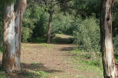 Bir patika, ağaç gövdeleri, Limasol, Kıbrıs'taki Dasoudi orman parkında yeşil yapraklar ve çimenler