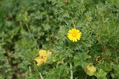 Parlak sarı kır çiçeği taze yeşil arasında Ocak ayında Kıbrıs'ta bırakır.