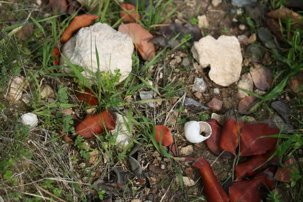 Folhas Castanhas Secas Pedras Brancas Uma Pequena Concha Entre Grama — Fotografia de Stock