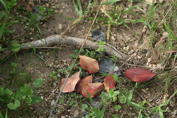 干燥的棕色叶子和棍子在潮湿的地面上的绿草之中 — 图库照片