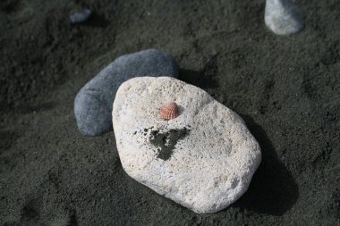 Limassol, Kıbrıs için Dasoudi sahilde karanlık kum üzerinde büyük bir taş üzerinde küçük deniz kabuğu