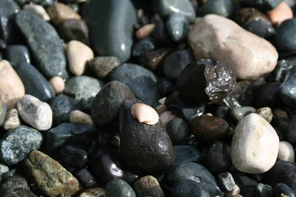 Eine Muschel Und Die Nassen Kieselsteine Verschiedenen Formen Größen Farben — Stockfoto