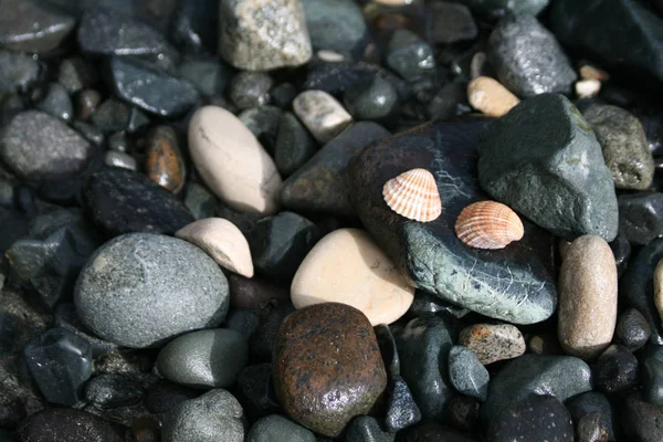 Duas Conchas Seixos Molhados Várias Formas Tamanhos Cores Texturas Praia — Fotografia de Stock