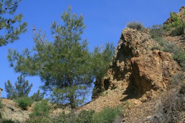 Çam ağacı önünde mavi gökyüzü güneşli bahar gününde Kıbrıs Troodos Dağları'nda