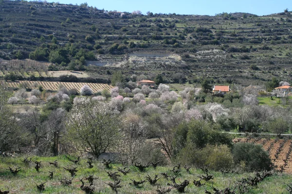 Vista Panorâmica Das Amendoeiras Florescentes Dia Ensolarado Primavera Nas Montanhas — Fotografia de Stock