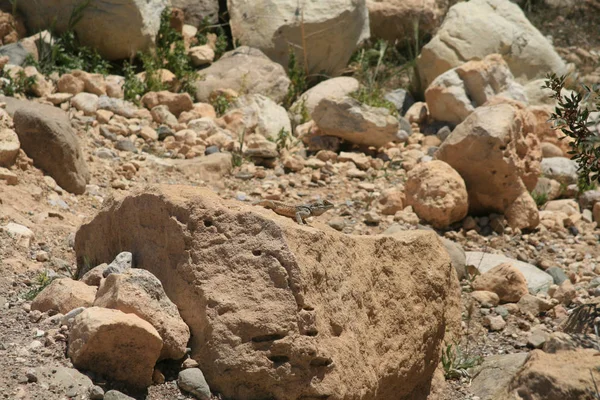 Lucertola Seduta Una Pietra Tra Monti Troodos Cipro Una Soleggiata — Foto Stock