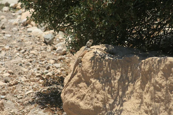 在阳光明媚的春日 蜥蜴坐在塞浦路斯特罗多斯山区的一块石头上 — 图库照片