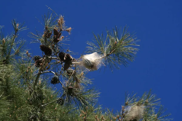 Çam Ağacı Dalı Kıbrıs Bir Güneşli Bahar Gününde Birkaç Koniler — Stok fotoğraf